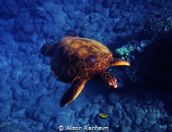 Turtle Maui by Alison Ranheim 